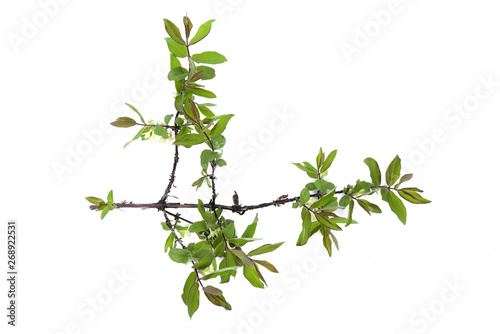 Honeysuckle tree branch isolated on a white background.
