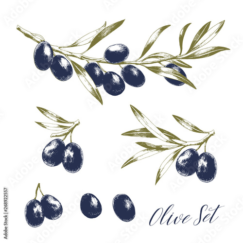 Set of tree branches with leaves and black olives. Hand drawn vector illustration. Greek food sketch.