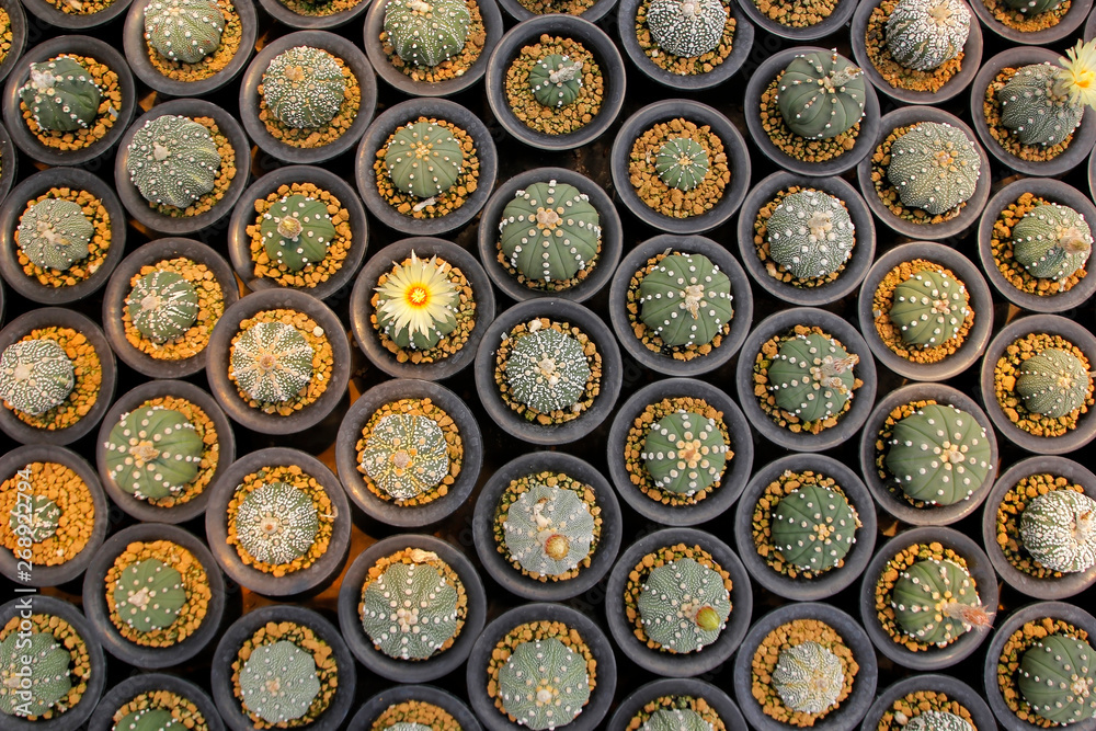 miniature cactus in flower shop