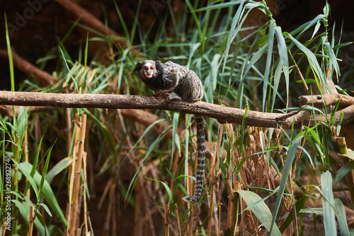 common marmoset  Callithrix jacchus  on a branch