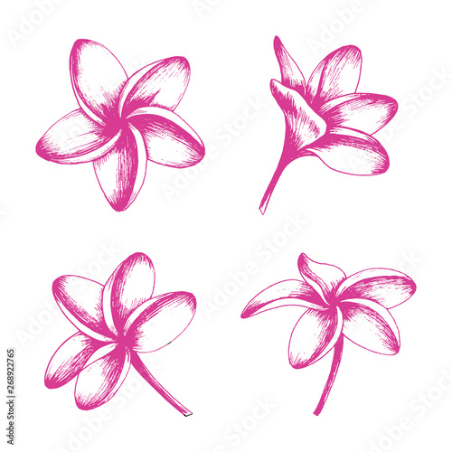 Tropical pink plumeria plant. Isolated realistic vector illustration of fragipani flowers.