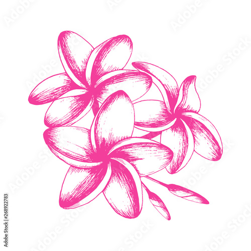 Tropical pink plumeria plant. Isolated realistic watercolor illustration of fragipani flowers.