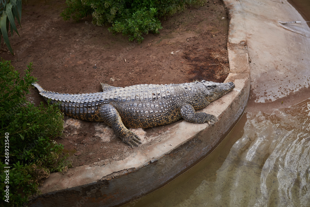 big crocodile in an artificial environment big crocodile in an artificial environment
