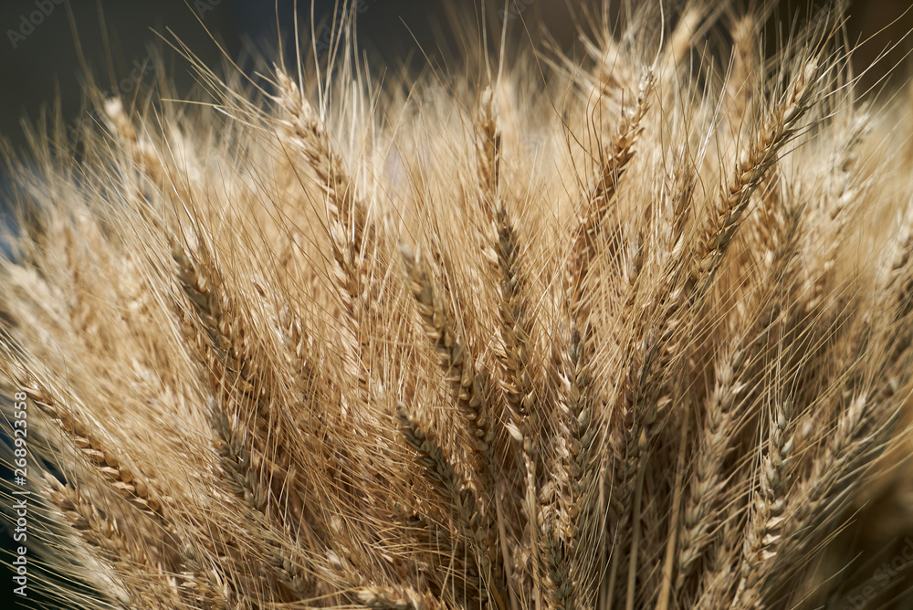 Ear of barley background, agriculture concept. Plant Ear of barley background, agriculture concept. Plant