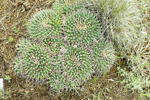 wild succulent plant in the mount