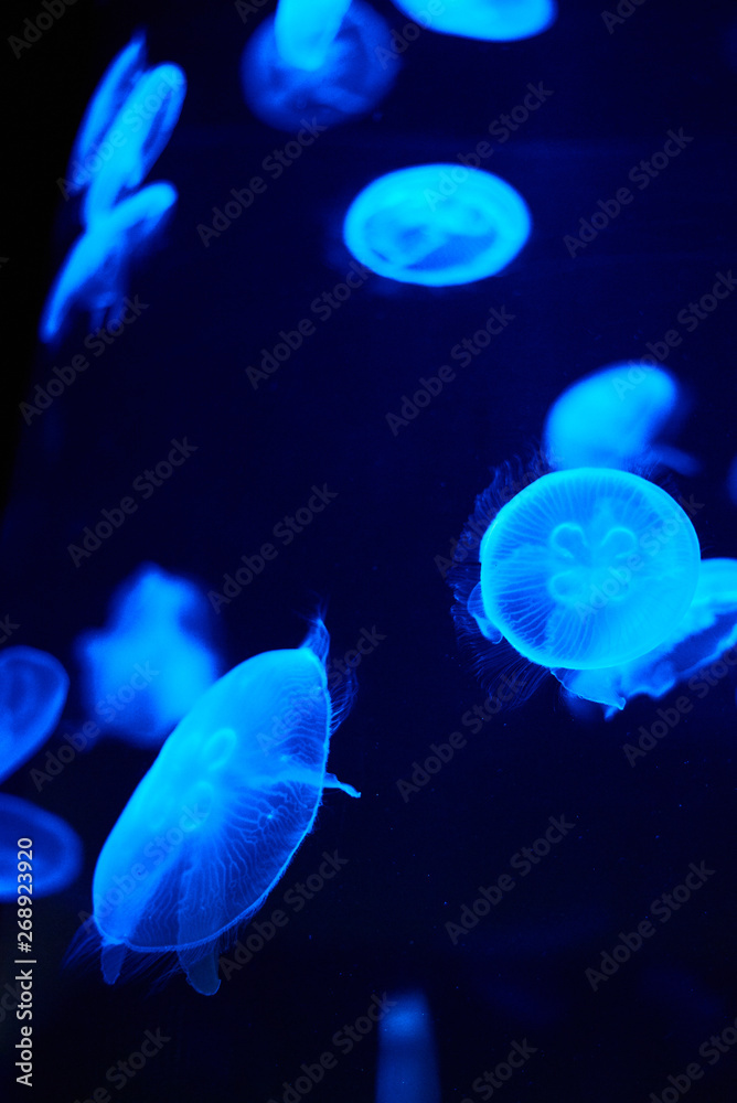 Naklejka premium blue lighted jellyfish on a black background