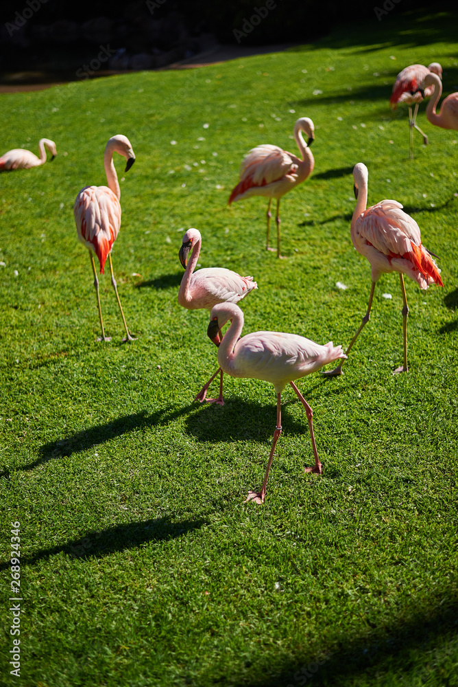 Flamingos on grass field (Phoenicopterus roseus) Flamingos on grass field (Phoenicopterus roseus)