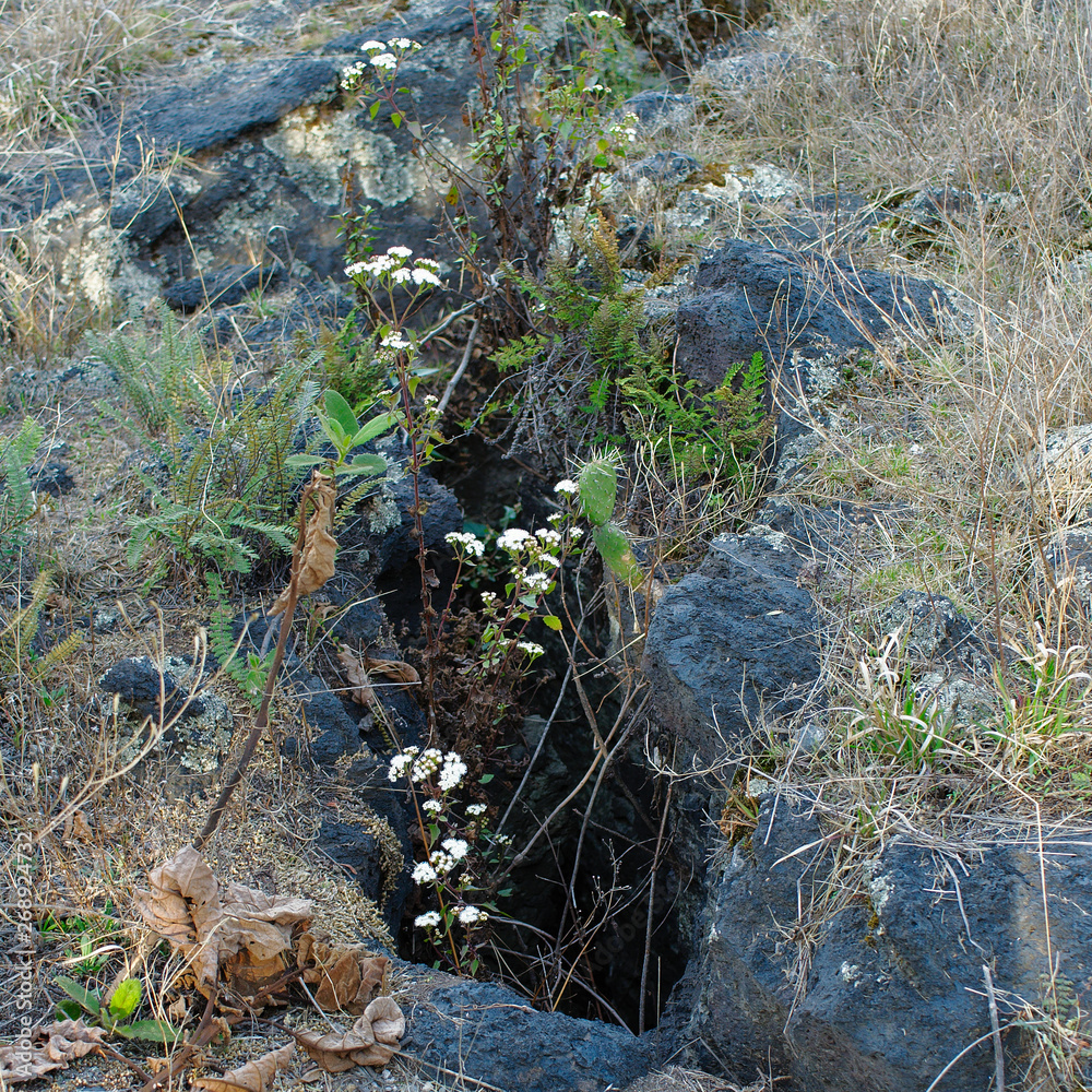 Native plants growing on volcanic rock at Cuicuilco Archaeological Site, Mexico City, Mexico. Native plants growing on volcanic rock at Cuicuilco Archaeological Site, Mexico City, Mexico.