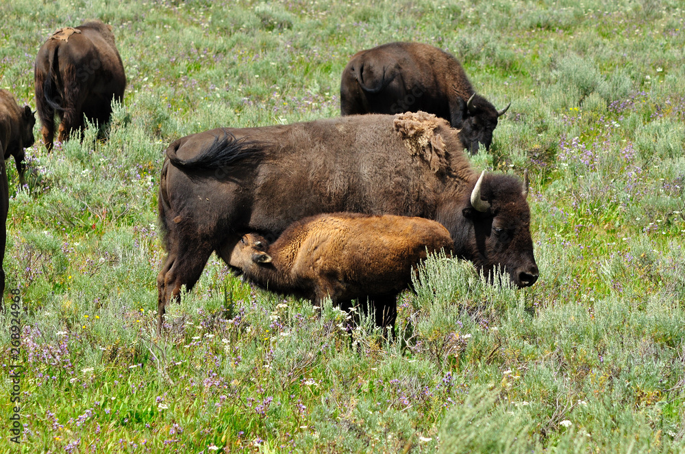Fototapeta premium Bison mother and calf