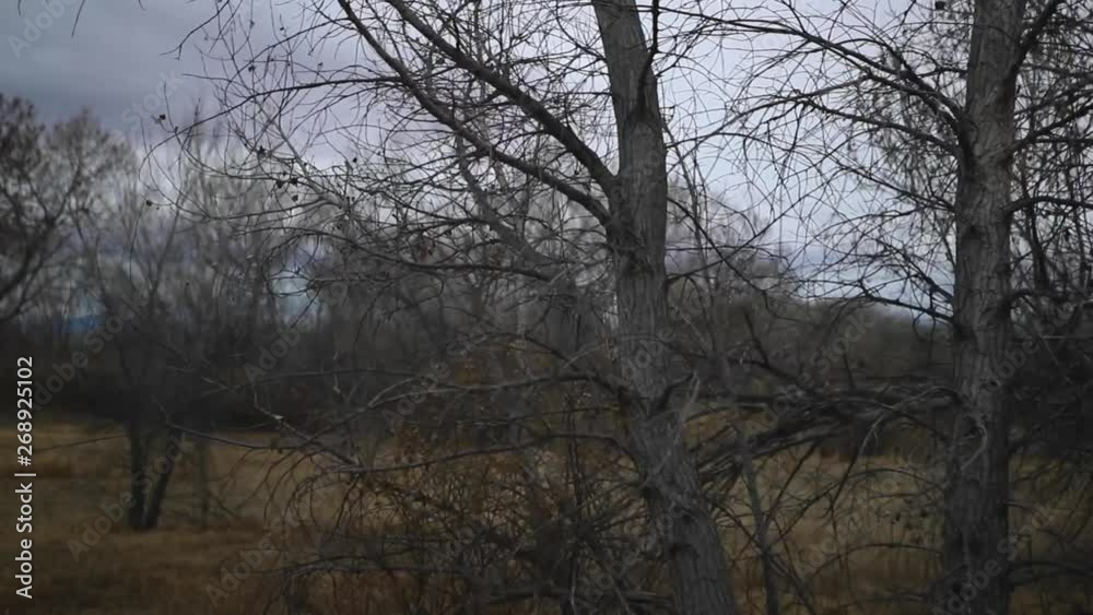 Overcast Forest and Field During Fall Overcast Forest and Field During Fall