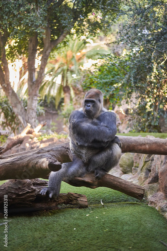 Gorilla sitting on a fallen tree © Ruben Chase