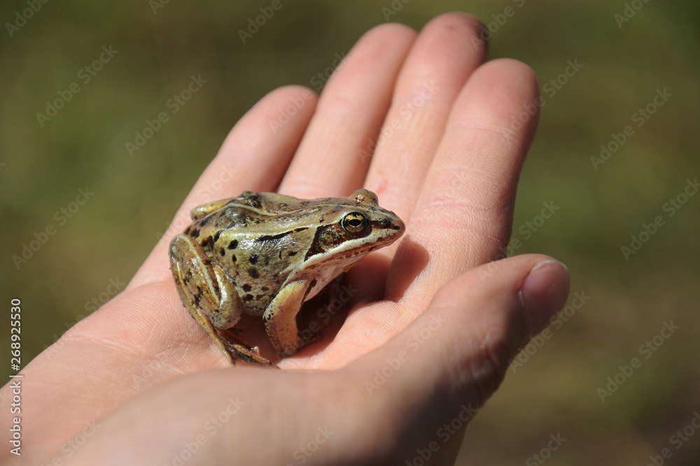 Small Brown Frog Close Up Small Brown Frog Close Up