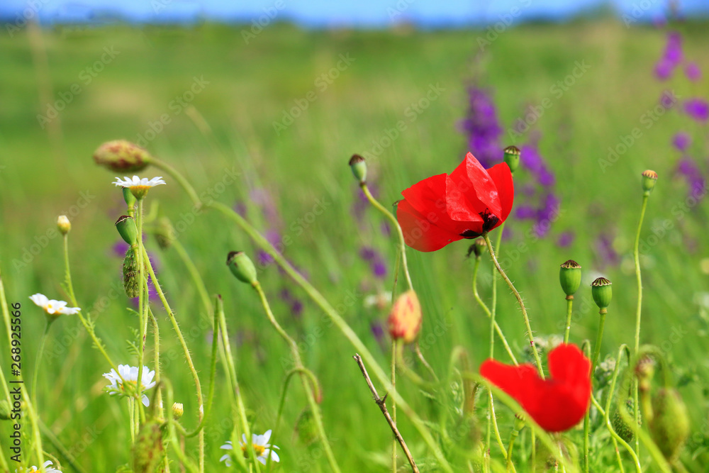 Naklejka premium red poppy and wild flowers