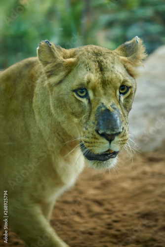 Portrait of a female lion