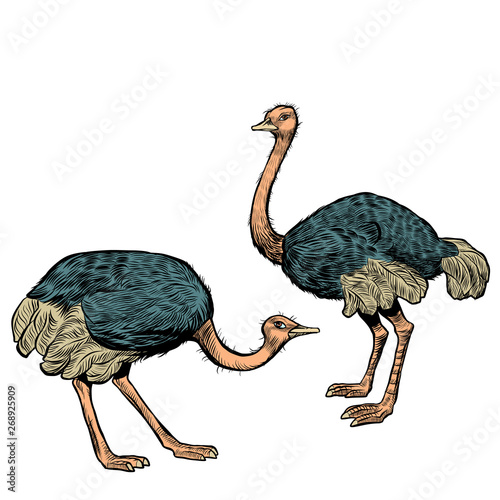 African ostriches, wild and farm animals