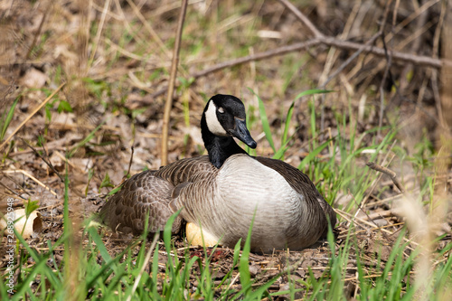 A female Canada goose in her nest hatching eggs with her goslings under her wing. A female goose with her goslings. Mother goose incubating eggs.