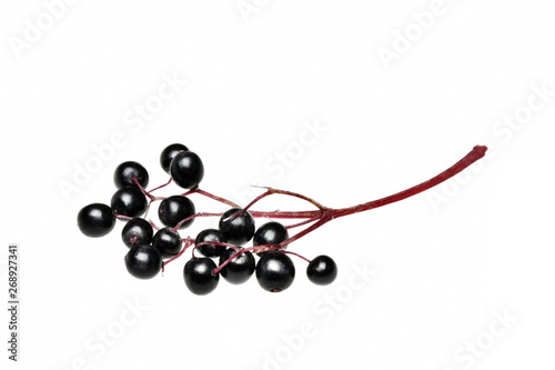 Fresh black elderberry  fruit isolated