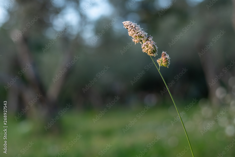 Panicle of an orchard grass growing in an olive grove in Croatia