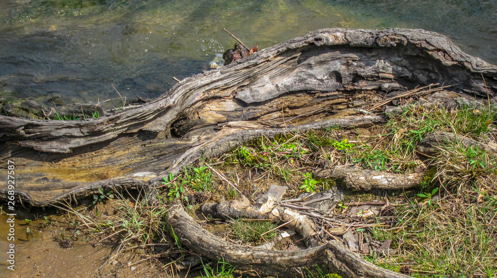 piece of old wood on the edge of a stream piece of old wood on the edge of a stream