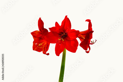 red amaryllis flower isolated on white background