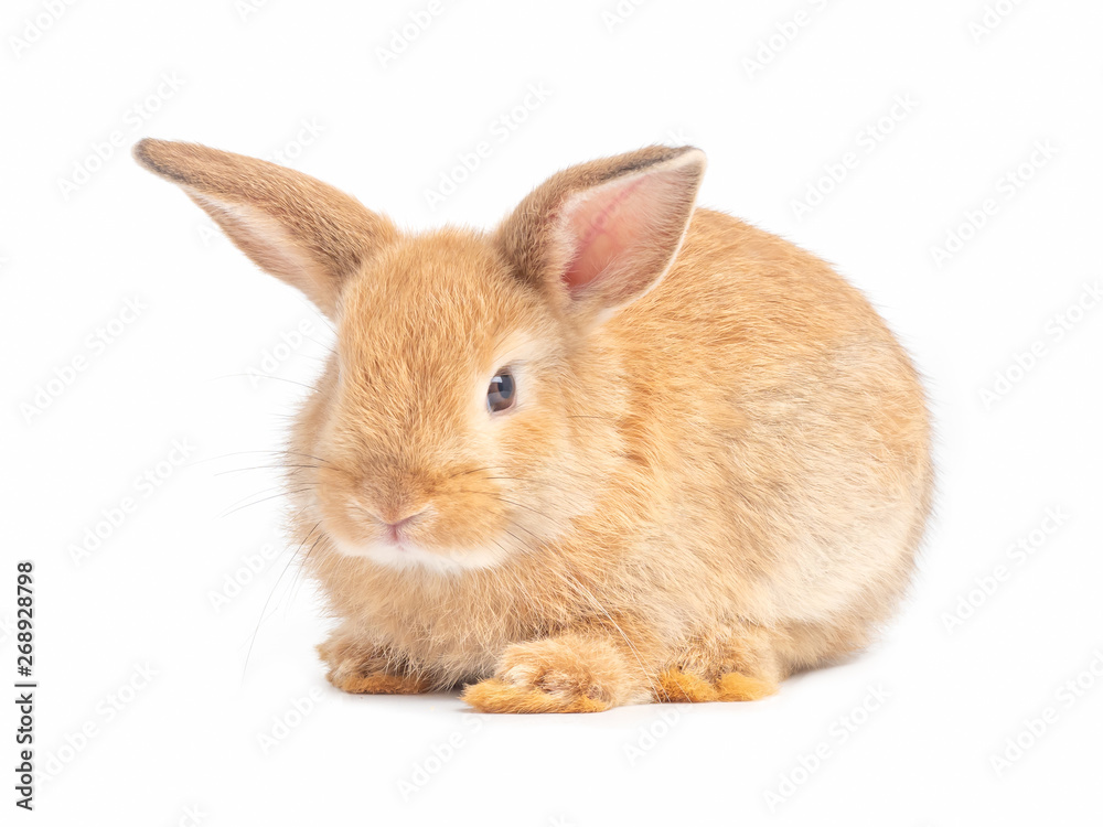 Brown cute baby rabbit isolated on white background. Lovely young brown rabbit step. Brown cute baby rabbit isolated on white background. Lovely young brown rabbit step.
