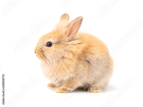 Orange-brown cute baby rabbit isolated on white background. Lovely action of young rabbit. Side view of furry rabbit sitting.