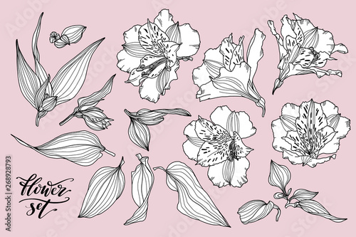 Vector collection of hand drawn plants. Botanical set of sketch flowers, leaves and branches. Alstroemeria hand drawn black and white set.