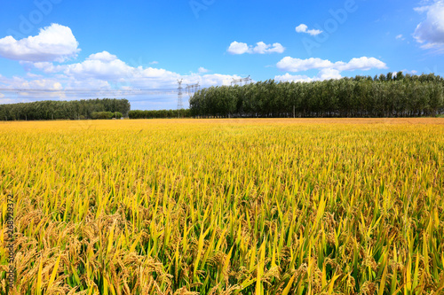Mature rice in rice field 