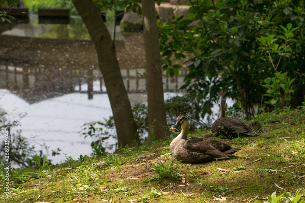 Ducks by the lake in a forest