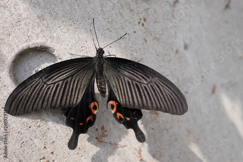 A black butterfly on the wall photo