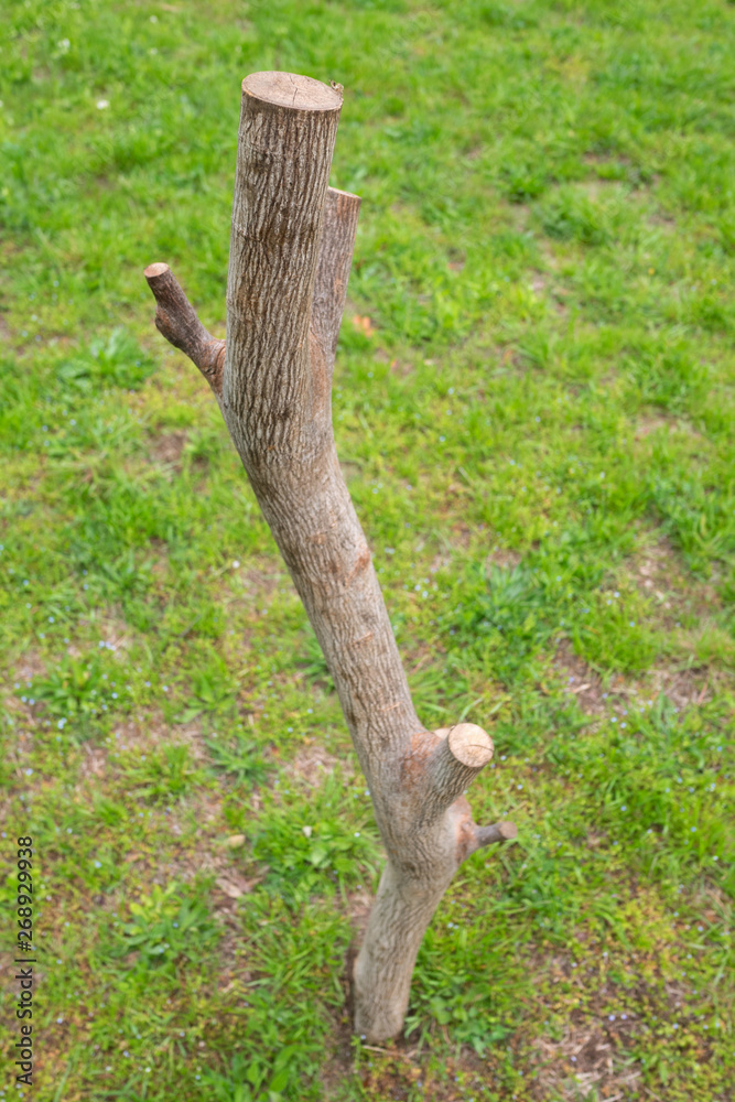 A tree branch on the lawn