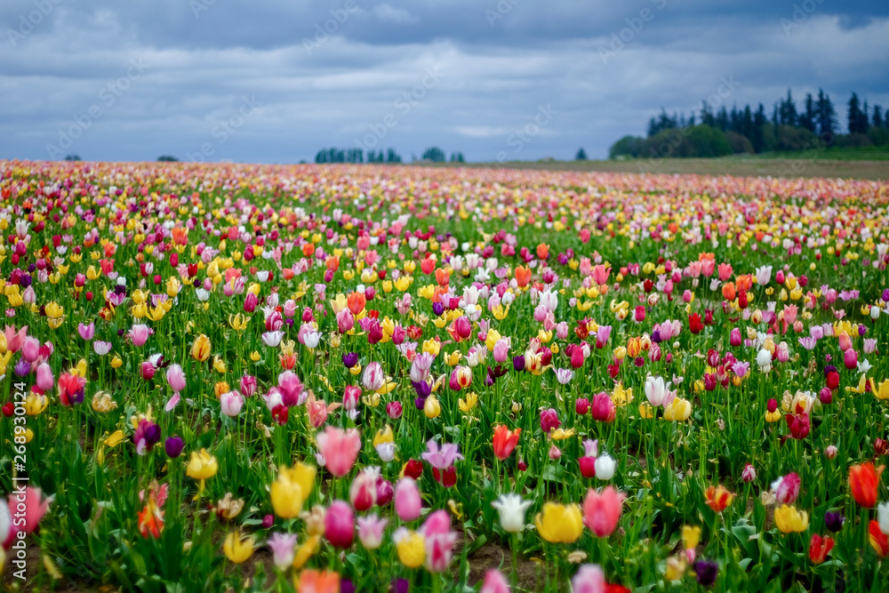 Wild Tulip Field