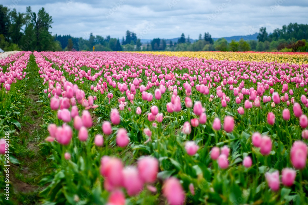 Tulip Field Wheel