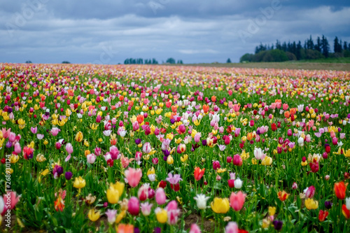 Wild Tulip Field