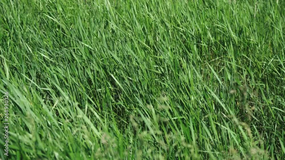 Big green grass sways in the wind Big green grass sways in the wind