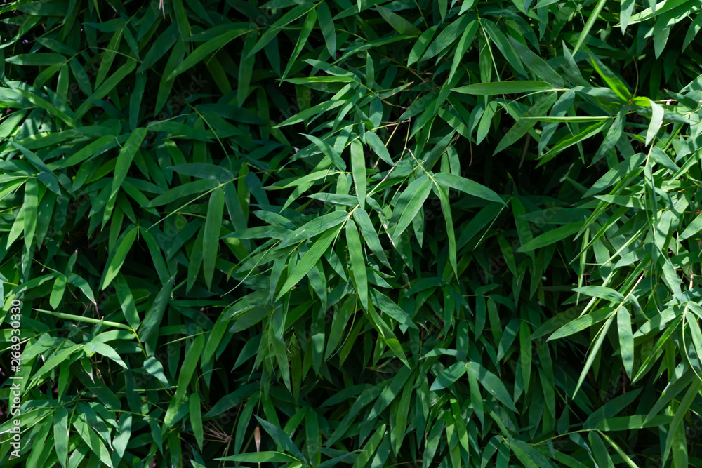 Full frame of green leaves of bamboo Full frame of green leaves of bamboo