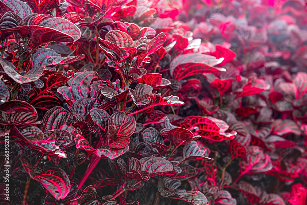Red Blood Leaves Ornamental Plant. Red Leaves of Iresine herbstii with Can be Used as Hallucinogenic Drink Ayahuasca. Selective Focus. Red Blood Leaves Ornamental Plant. Red Leaves of Iresine herbstii with Can be Used as Hallucinogenic Drink Ayahuasca. Selective Focus.