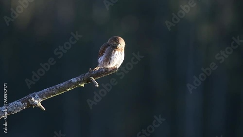 northern pygmy owl photo