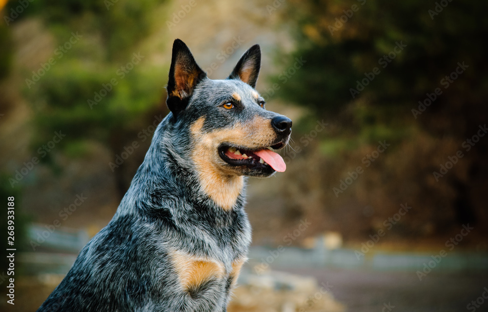 Australian Cattle Dog outdoor portrait head shot Australian Cattle Dog outdoor portrait head shot