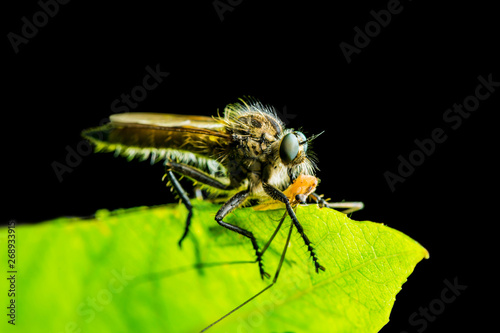 Exotic Assassin or Robber Fly Asilidae Diptera Insect with Prey Isolated on Black Background © nechaevkon