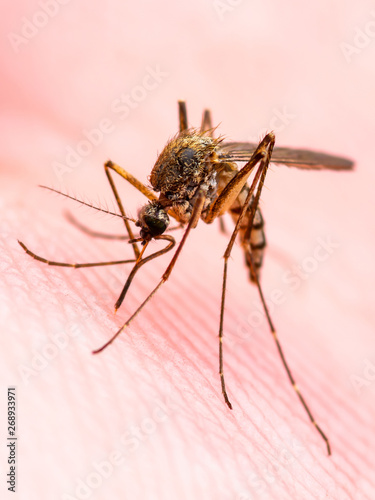 Encephalitis, Yellow Fever, Malaria Disease, Mayaro or Zika Virus Infected Culex Mosquito Parasite Insect on Skin Macro © nechaevkon