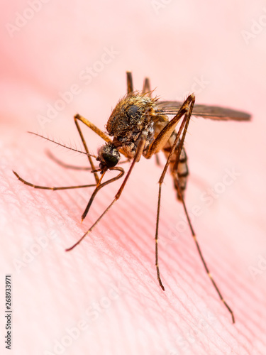 Encephalitis, Yellow Fever, Malaria Disease, Mayaro or Zika Virus Infected Culex Mosquito Parasite Insect on Skin Macro