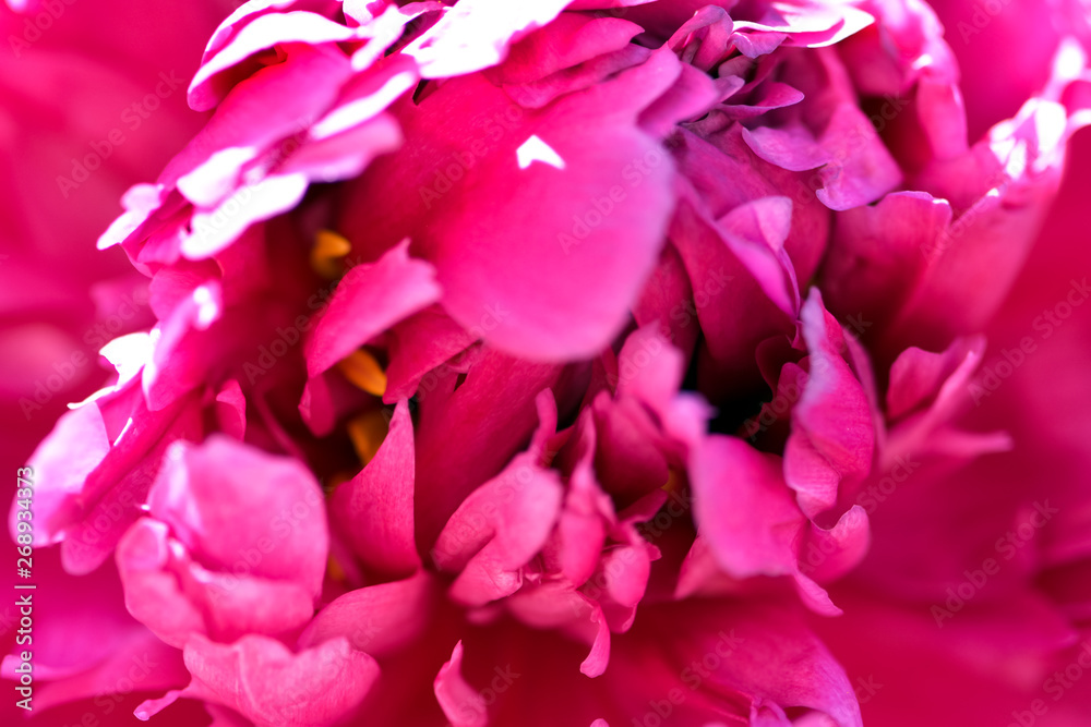 Pink peony flower bloom spring on a background of greenery in the garden in warm and sunny morning, macro photography. Pink peony flower bloom spring on a background of greenery in the garden in warm and sunny morning, macro photography.