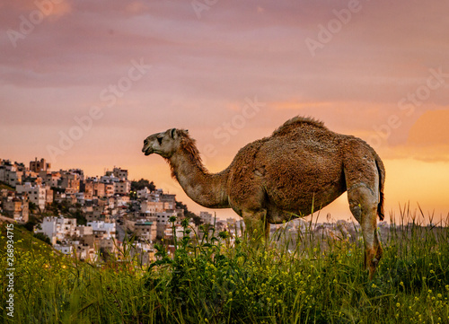Wild Camel Looks Over the Skyline of Amman  Jordan