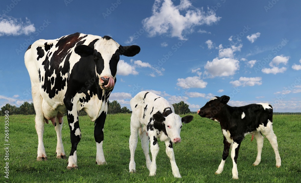 Mother Holstein cow sticking out tongue standing proudly in the field with cutest ever newborn twins with blue sky and fluffy clouds