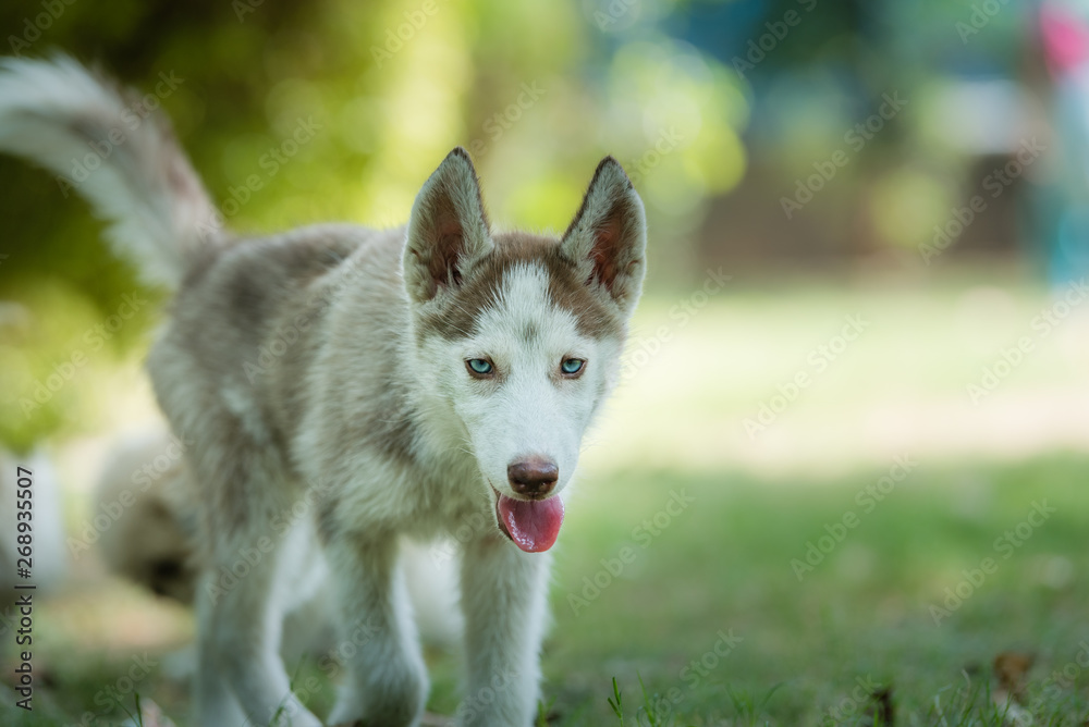 Beautiful Blue eyed Siberian Husky Puppy