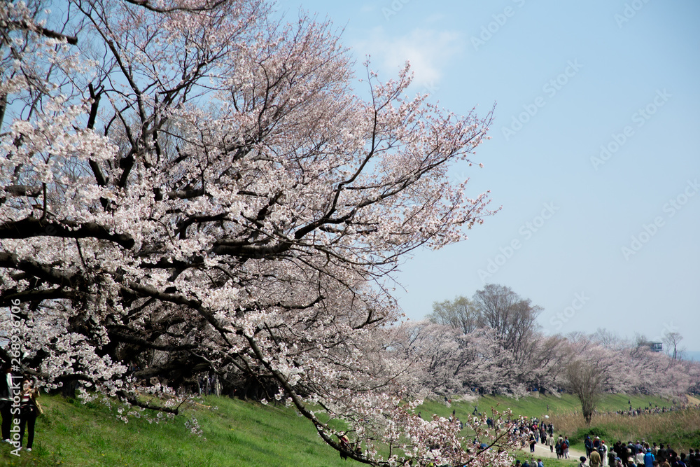 背割り堤の桜 背割り堤の桜