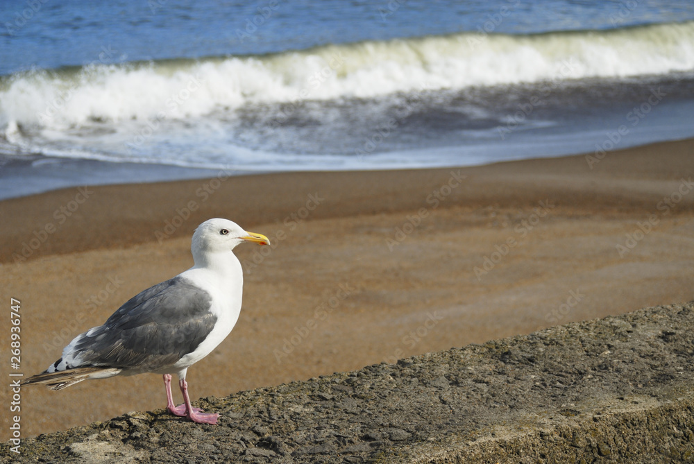 Fototapeta premium 海鳥 浜 素材