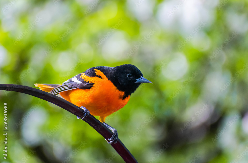 Fototapeta premium Baltimore Oriole - Midwest Bird