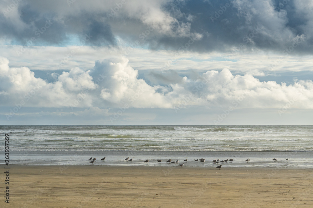 Seagulls At The Beach During The Evening Seagulls At The Beach During The Evening